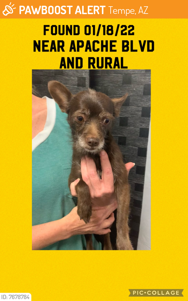 Found/Stray Unknown Dog last seen Apache and Rural, Tempe, AZ 85281