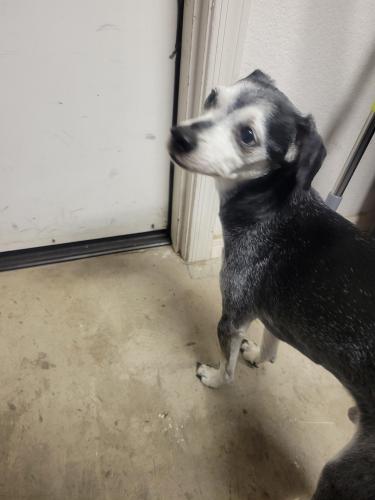 Found/Stray Male Dog last seen Power and Guadalupe, Mesa, AZ 85209