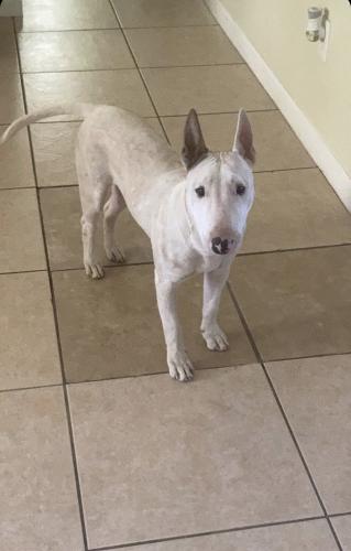 Lost Male Dog last seen Near w hubbell st, Phoenix, AZ 85035