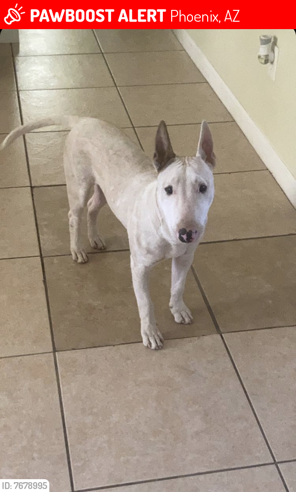 Lost Male Dog last seen Near w hubbell st, Phoenix, AZ 85035