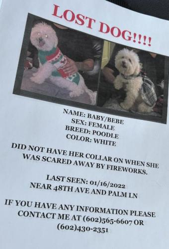 Lost Female Dog last seen 48th Ave Palm Lane , Phoenix, AZ 85035