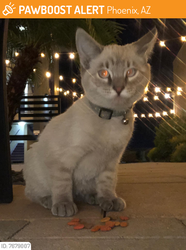 Found/Stray Male Cat last seen Camelback and 27th Avenue , Phoenix, AZ 85017