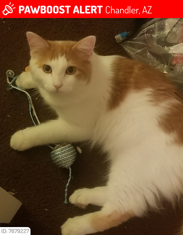 Lost Male Cat last seen Arizona Ave and Ray, Chandler, AZ 85225