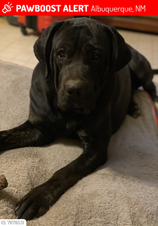 Lost Male Dog last seen Coors and Powers way , Albuquerque, NM 87105