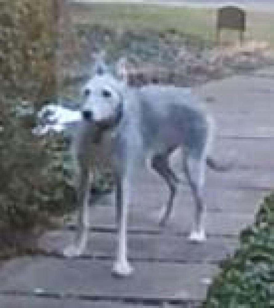 Shelter Stray Unknown Dog last seen Arlington, VA 22207, Fairfax, VA 22032