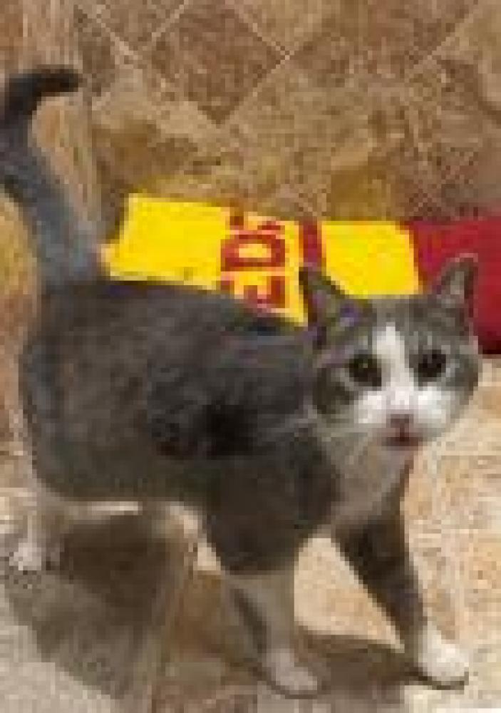 Shelter Stray Female Cat last seen Loudoun County, VA 20166, Fairfax, VA 22032