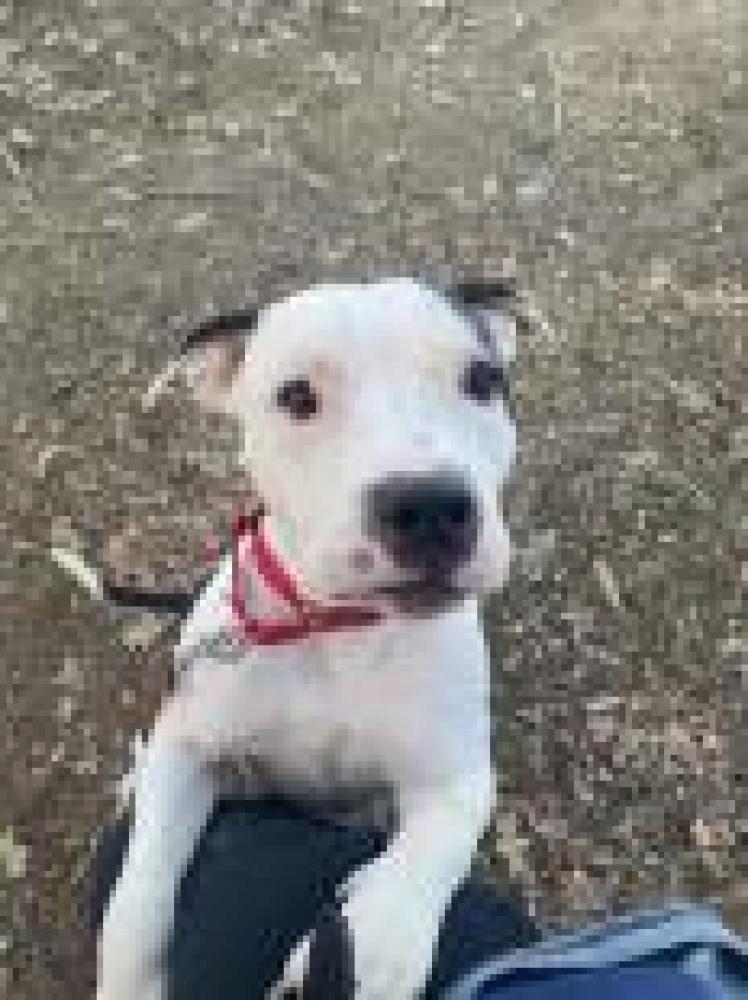 Shelter Stray Female Dog last seen , Fairfax, VA 22032