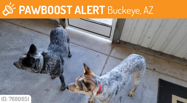 Rehomed Male Dog last seen Baseline rd Arlington Az., Buckeye, AZ 85343