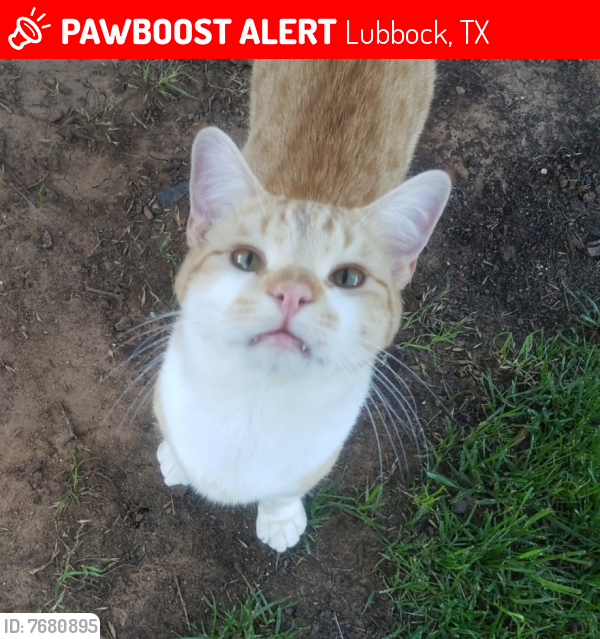 Lost Male Cat last seen Near Avenue V  Lubbock TX 79423, Lubbock, TX 79423