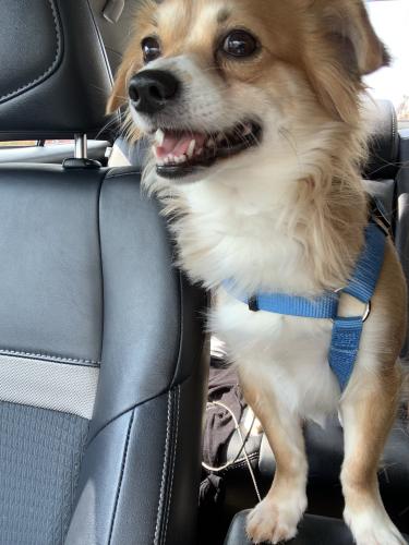 Lost Male Dog last seen Dog park , Germantown, MD 20874