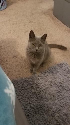 Found/Stray Female Cat last seen 16th st, north of grovers at sunrise heights, Phoenix, AZ 85022