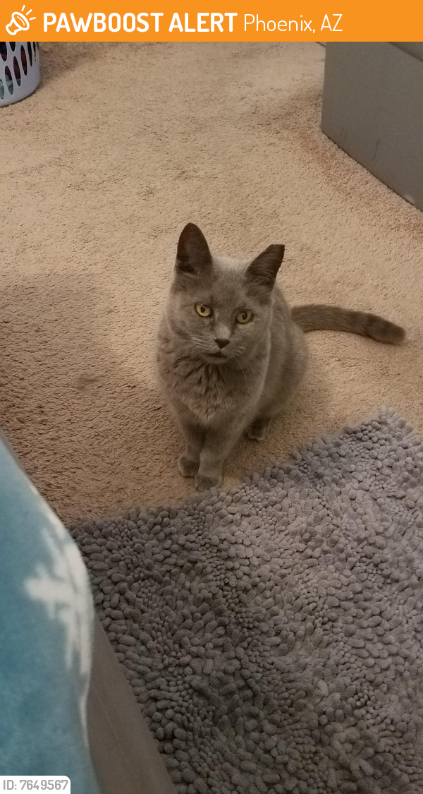 Found/Stray Female Cat last seen 16th st, north of grovers at sunrise heights, Phoenix, AZ 85022
