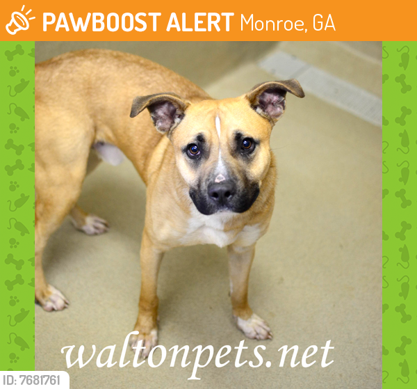 Rehomed Male Dog last seen OLD ATHENS HWY, Monroe, GA 30656