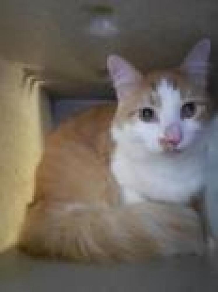 Shelter Stray Male Cat last seen , Fairfax, VA 22032