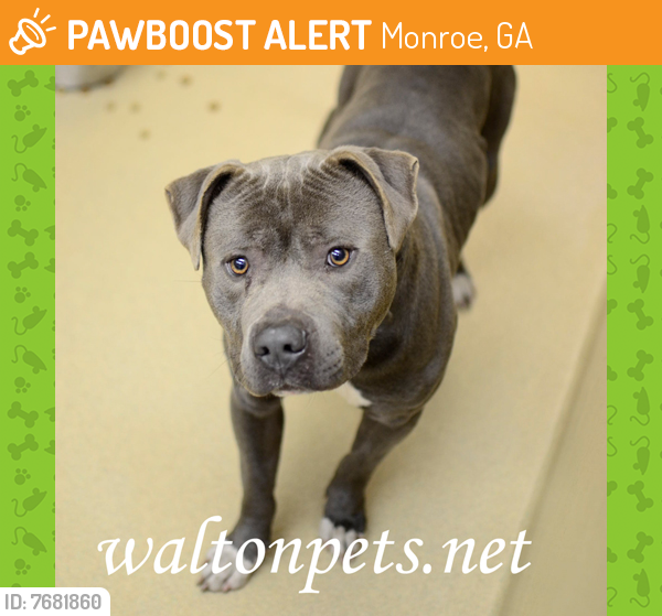 Rehomed Male Dog last seen s view dr, Monroe, GA 30655