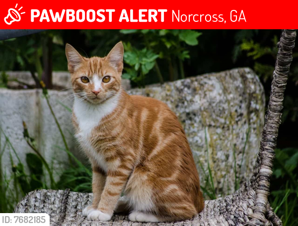 Lost Male Cat last seen Near Beaver Fall Dr., Norcross, GA 30071