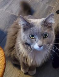 Reunited Male Cat last seen Near Cinnamon Creek Ave, North Las Vegas, NV 89031, USA, North Las Vegas, NV 89031