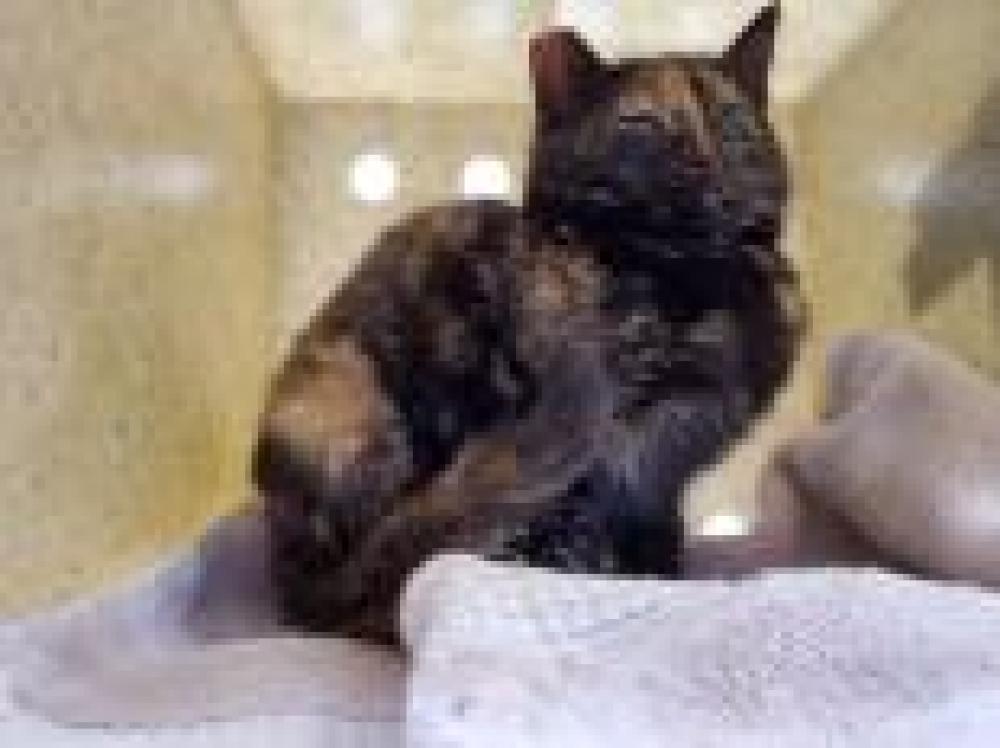 Shelter Stray Female Cat last seen , Fairfax, VA 22032