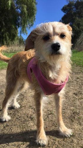 Lost Female Dog last seen Communications Hill Blvd , San Jose, CA 95136