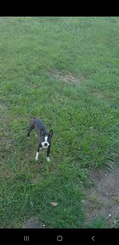 Lost Female Dog last seen Noble Avenue, Bridgeport, CT 06608