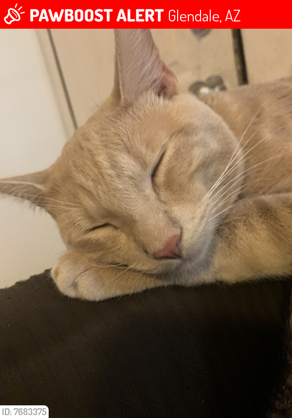 Lost Male Cat last seen 55th Ave and State Ave, Glendale, AZ 85301