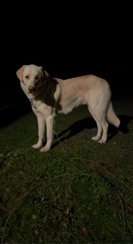 Found/Stray Male Dog last seen Winlock, WA 98596, Winlock, WA 98596
