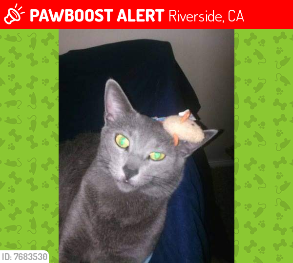Lost Male Cat last seen Near rivera and strong riverside ca, Riverside, CA 92501