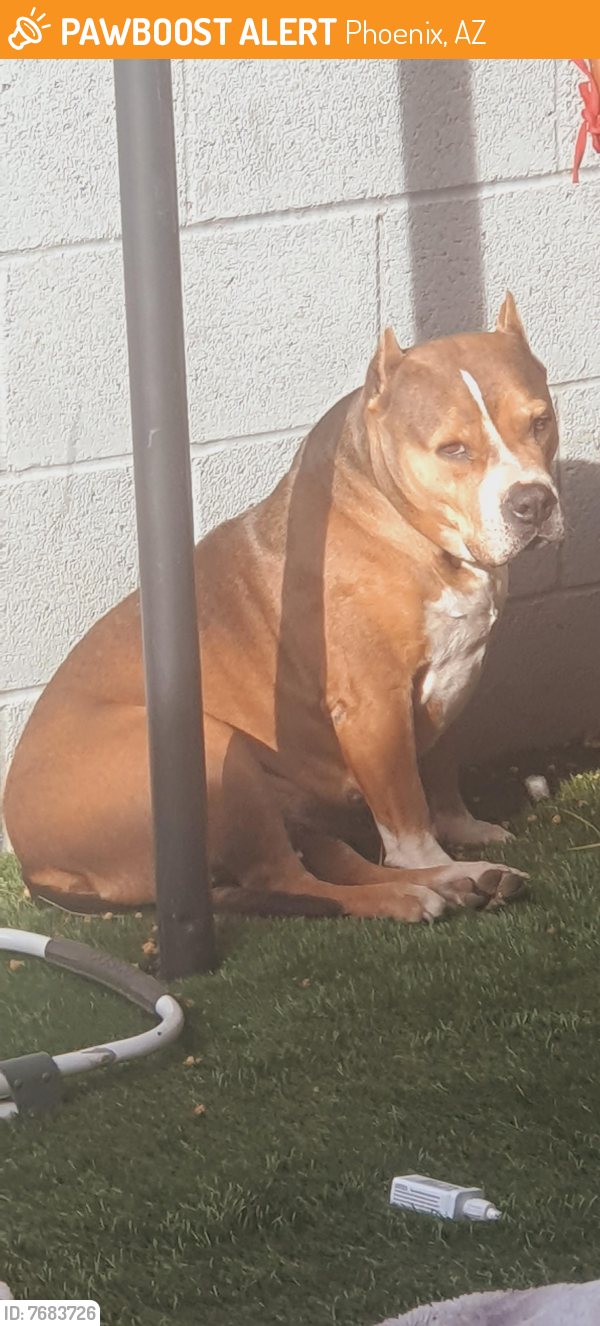 Found/Stray Female Dog last seen Peoria and 19th ave, Phoenix, AZ 85021