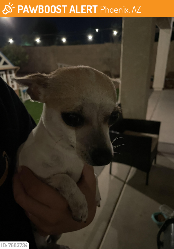 Found/Stray Female Dog last seen 75th and Lower buckeye, Phoenix, AZ 85043
