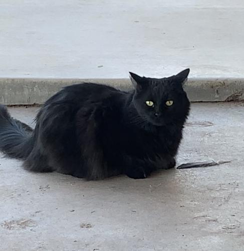 Lost Female Cat last seen 52nd Street and Windsor, south of Thomas, Phoenix, AZ 85008