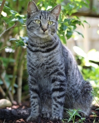Lost Female Cat last seen davisville rd, marshview rd, sandcastle dr, Falmouth, MA 02536