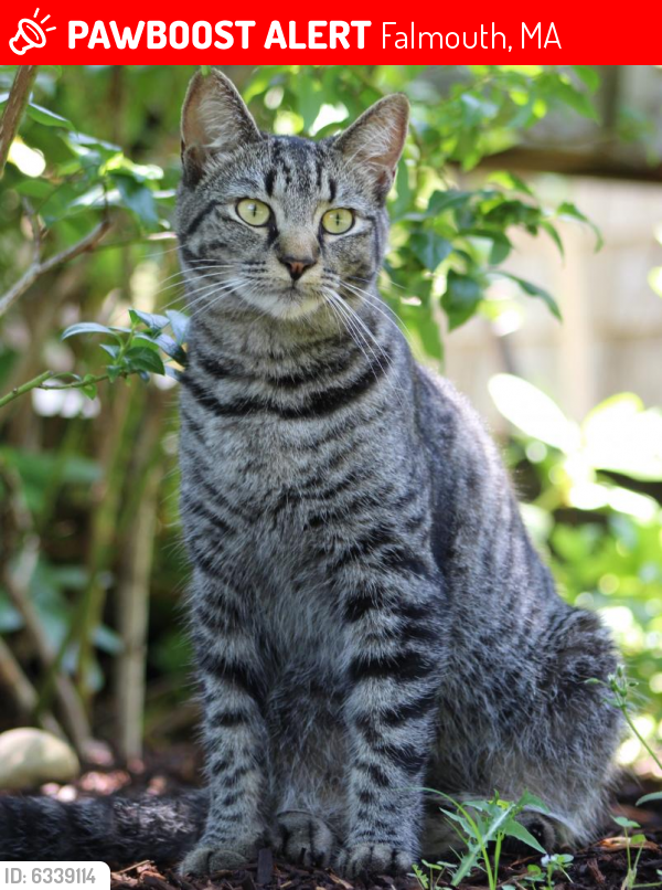 Lost Female Cat last seen davisville rd, marshview rd, sandcastle dr, Falmouth, MA 02536