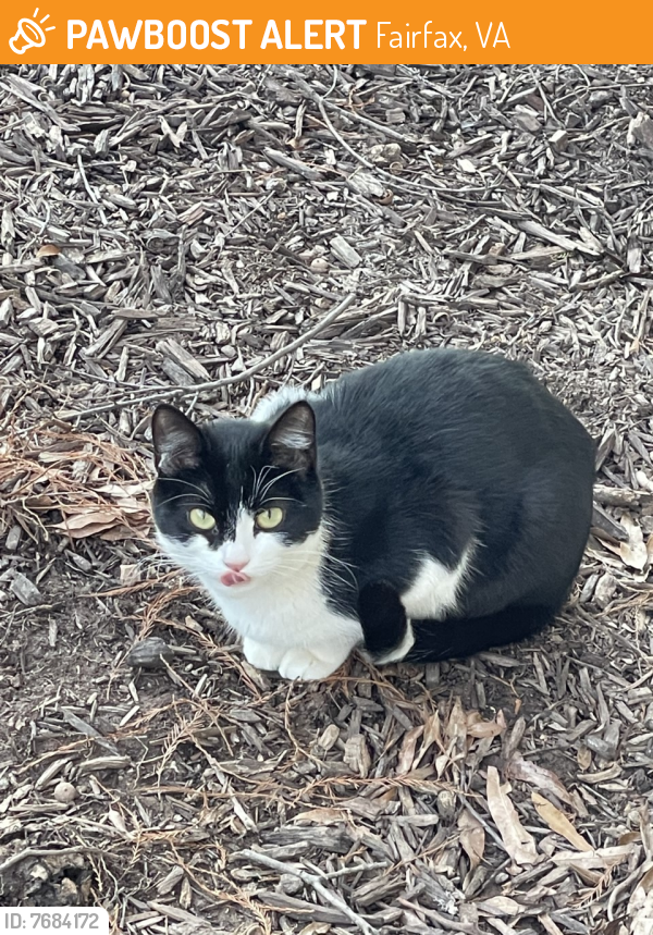 Found/Stray Unknown Cat last seen Fair Lakes PArkway and Monument Dr, Fairfax, VA 22033
