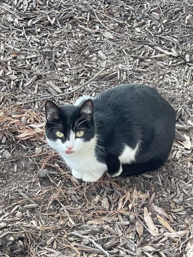Found/Stray Unknown Cat last seen Fair Lakes PArkway and Monument Dr, Fairfax, VA 22033