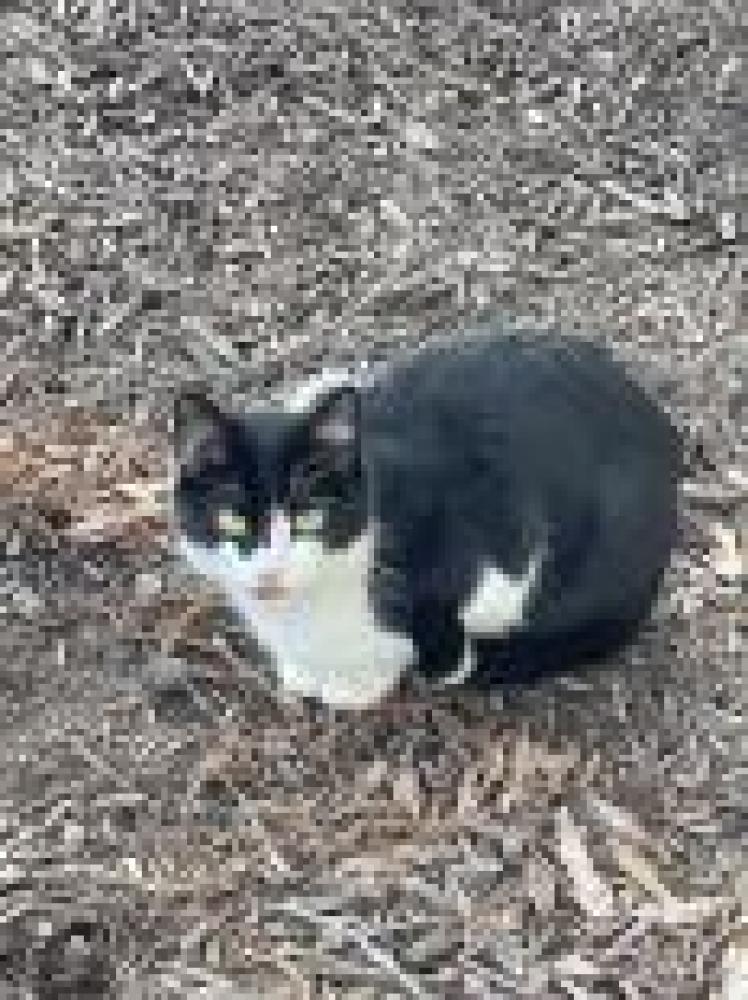 Shelter Stray Unknown Cat last seen Fairfax County, VA 22033, Fairfax, VA 22032