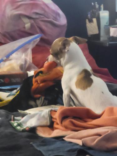 Lost Male Dog last seen S power rd and e broadway rd, Mesa, AZ 85206