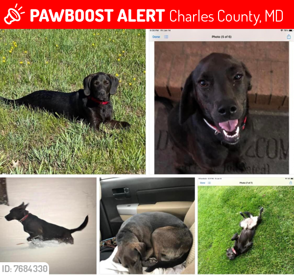 Lost Female Dog last seen Poorhouse Rd & Burch Rd, Charles County, MD 20677