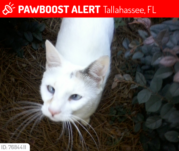 Lost Female Cat last seen Southwood, Spider Lily at Jasmine Hill, Tallahassee, FL 32311