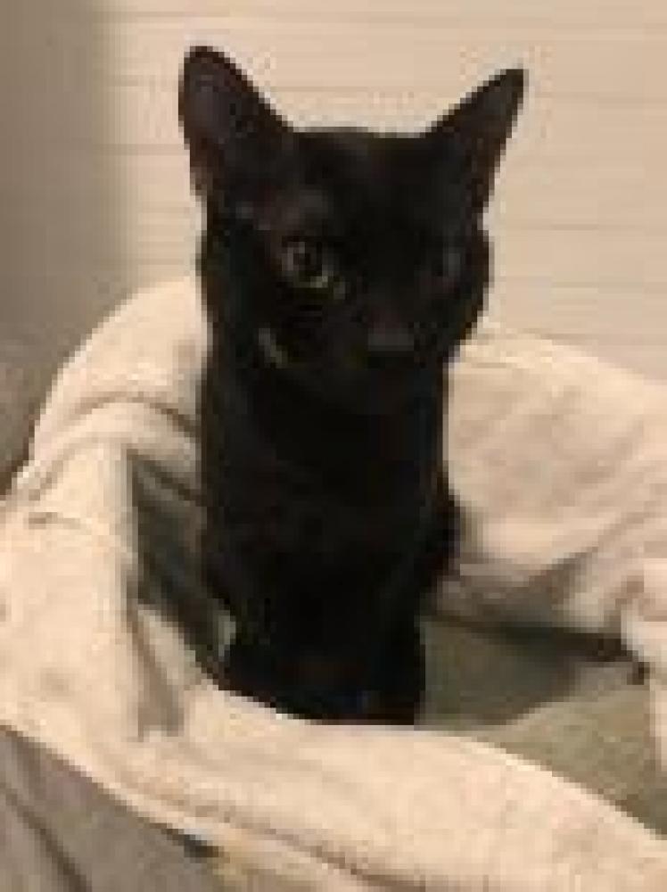 Shelter Stray Male Cat last seen Mount Vernon, VA 22309, Fairfax, VA 22032
