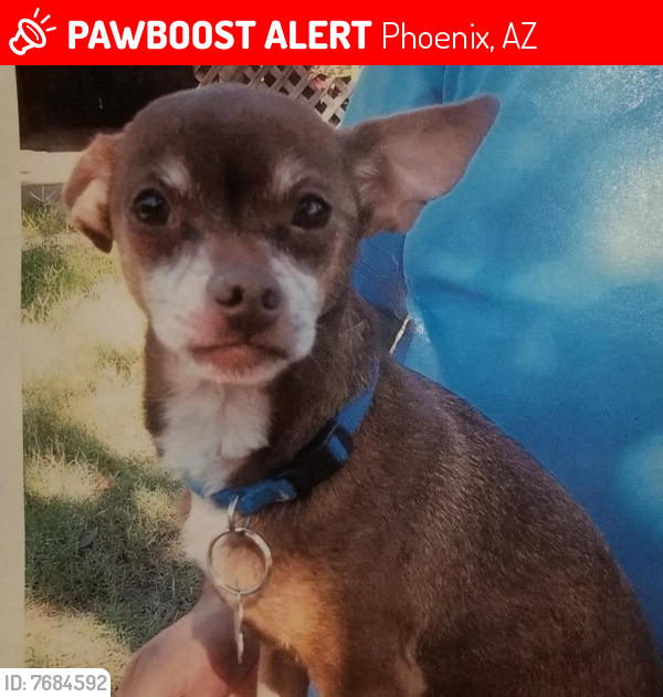 Lost Male Dog last seen 43rd street and McDowell, Phoenix, AZ 85008