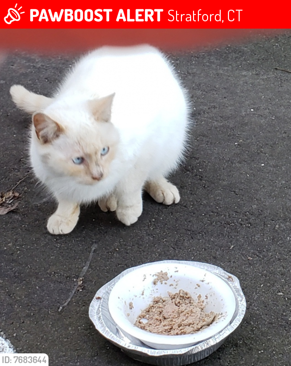 Lost Male Cat last seen West ave n barnum, Stratford, CT 06615