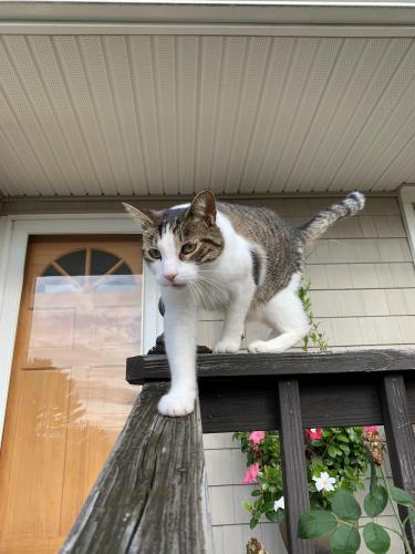 Lost Male Cat last seen Dean Road, New ord CT 06776, New Milford, CT 06776