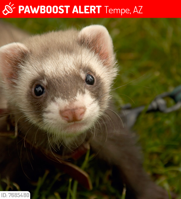 Lost Female Ferret last seen Farmer and University, Tempe, AZ 85281