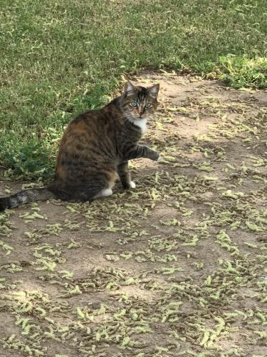Lost Female Cat last seen Abby st, Fresno, CA 93710