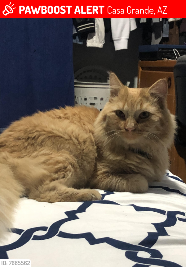 Lost Male Cat last seen N. Colorado St. and E. Avenida Grande, Casa Grande, AZ 85122