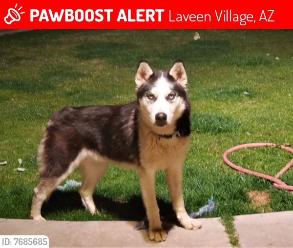 Lost Male Dog last seen Baseline Rd and 27th Ave, Laveen Village, AZ 85339