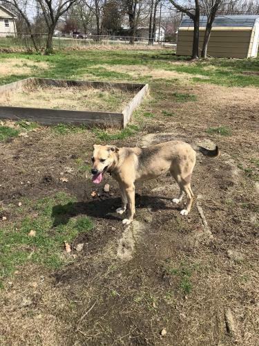 Lost Female Dog last seen K Hwy close to railroad tracks , Liberal, MO 64762
