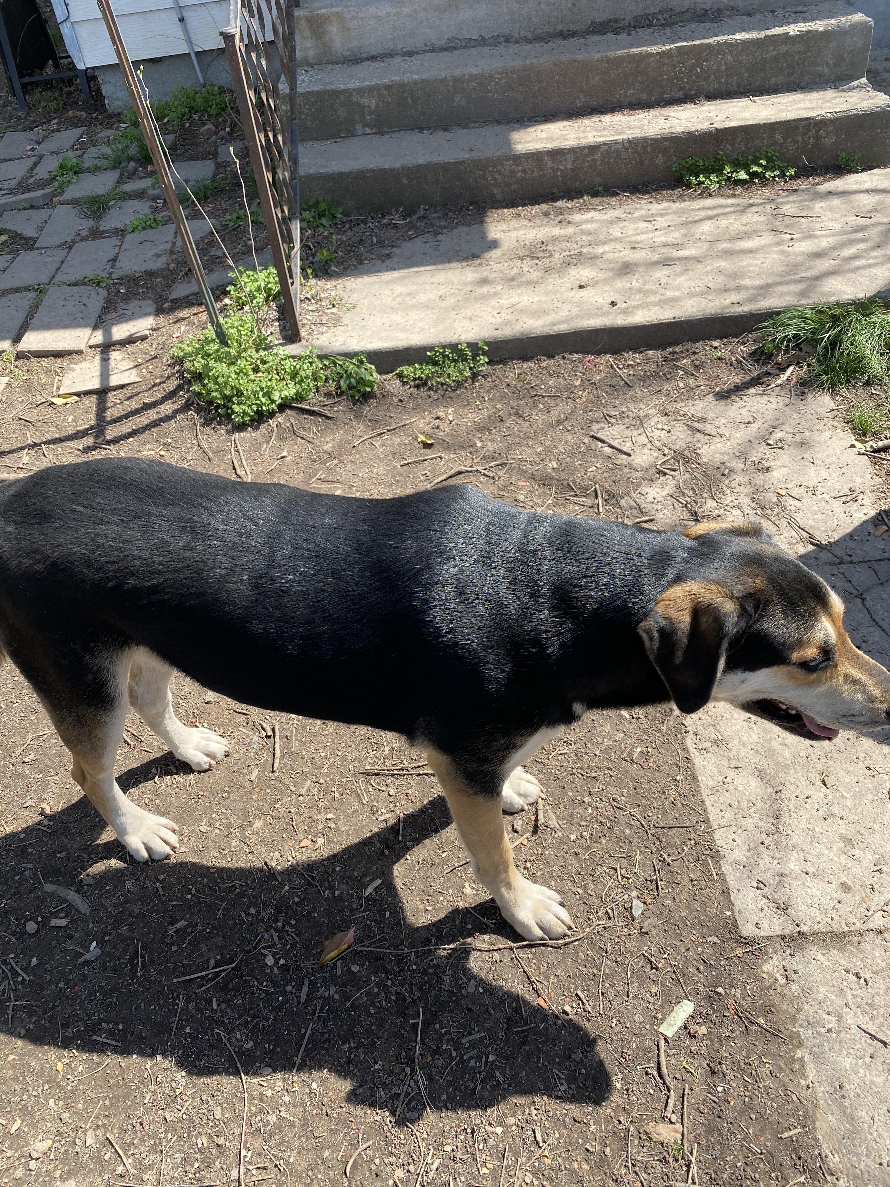Lost Male Dog last seen K Hwy near railroad tracks , Liberal, MO 64762