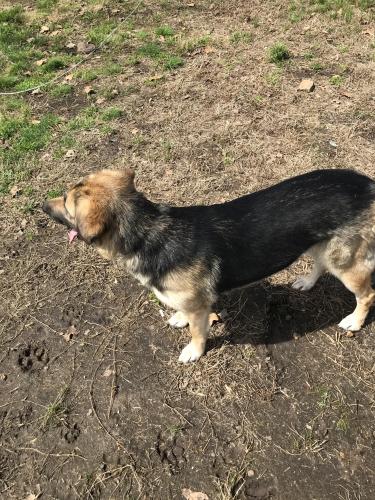 Lost Female Dog last seen K hwy by the railroad tracks , Liberal, MO 64762