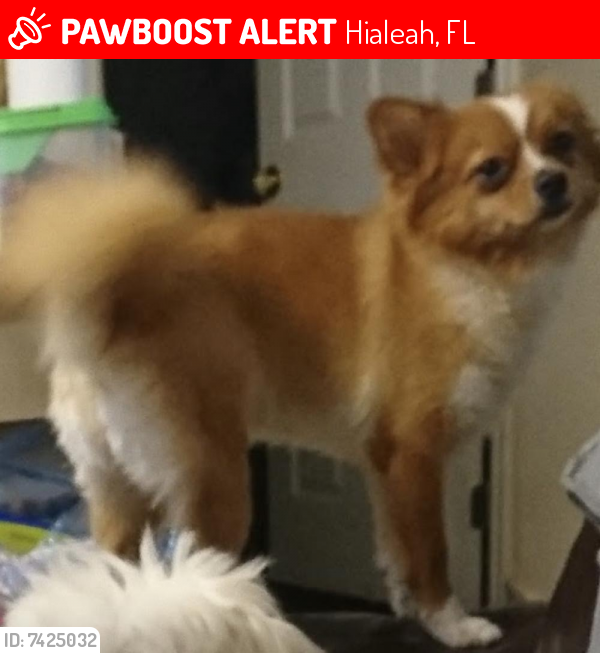Lost Female Dog last seen East 33rd street and lejune Hialeah, Fl, Hialeah, FL 33013